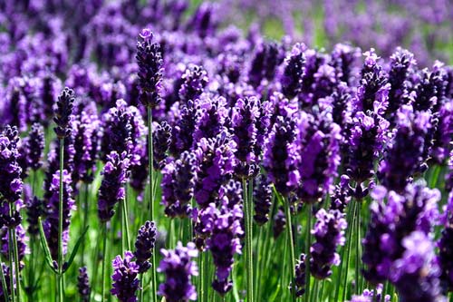 Hoa Lavender